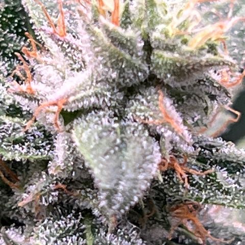 Acapulco Gold - Crop King growlog timeline photo