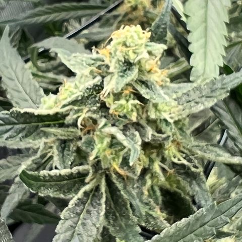 Acapulco Gold - Crop King growlog timeline photo
