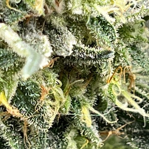 Acapulco Gold - Crop King growlog timeline photo