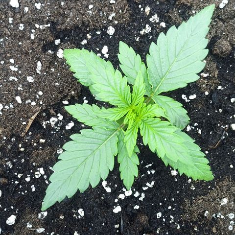 ZwillingsDamen  growlog timeline photo