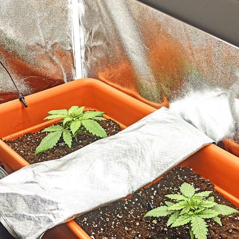 ZwillingsDamen  growlog photo: 🤤