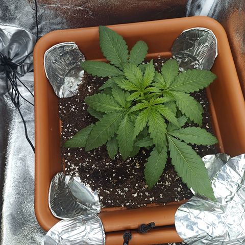 ZwillingsDamen  growlog timeline photo