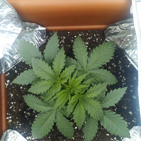 ZwillingsDamen  growlog timeline photo