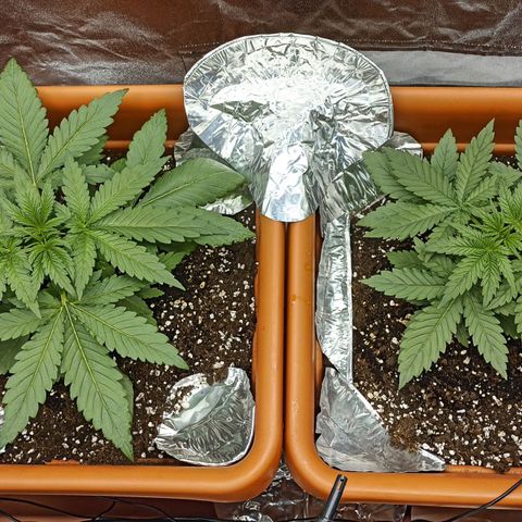 ZwillingsDamen  growlog timeline photo