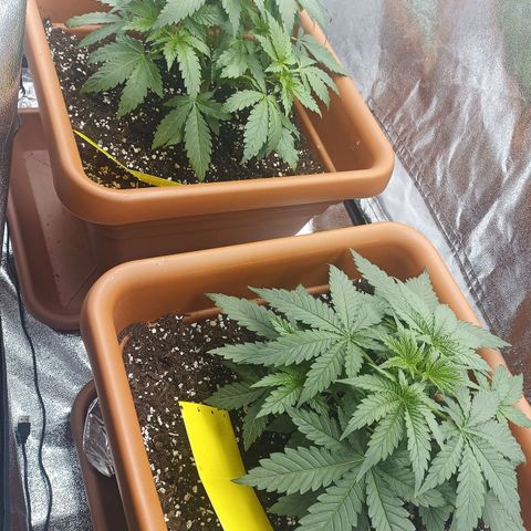 ZwillingsDamen  growlog timeline photo