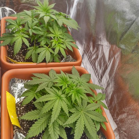 ZwillingsDamen  growlog timeline photo