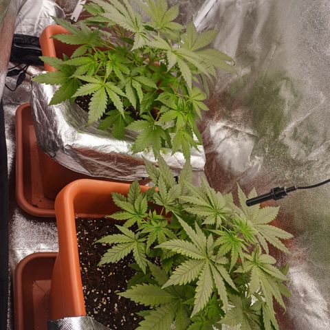 ZwillingsDamen  growlog timeline photo