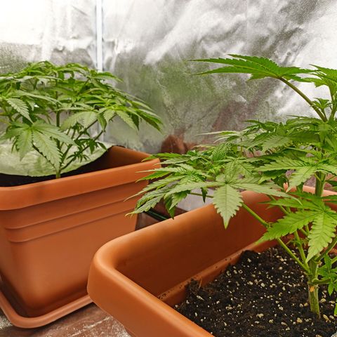 ZwillingsDamen  growlog photo: 
