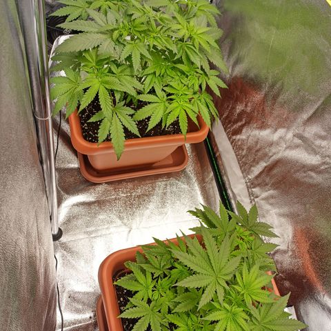 ZwillingsDamen  growlog photo: 
