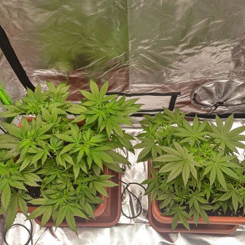 ZwillingsDamen  growlog photo: 😊