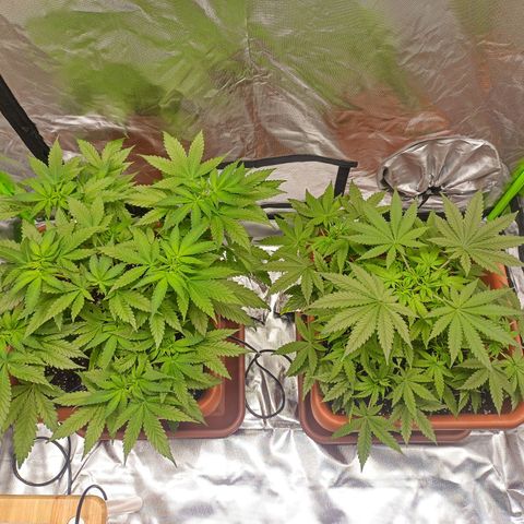 ZwillingsDamen  growlog photo: 3 Tage nach dem letzen Topen in die Blüte.