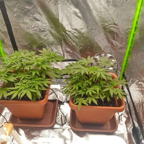 ZwillingsDamen  growlog timeline photo