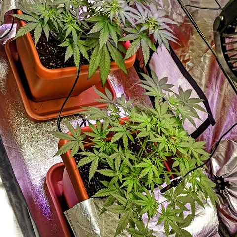 ZwillingsDamen  growlog timeline photo