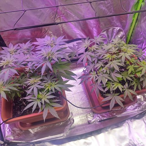 ZwillingsDamen  growlog timeline photo