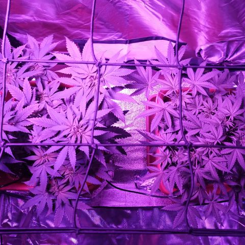 ZwillingsDamen  growlog timeline photo