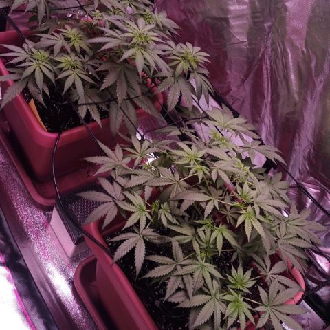 ZwillingsDamen  growlog timeline photo