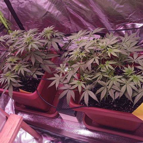 ZwillingsDamen  growlog timeline photo