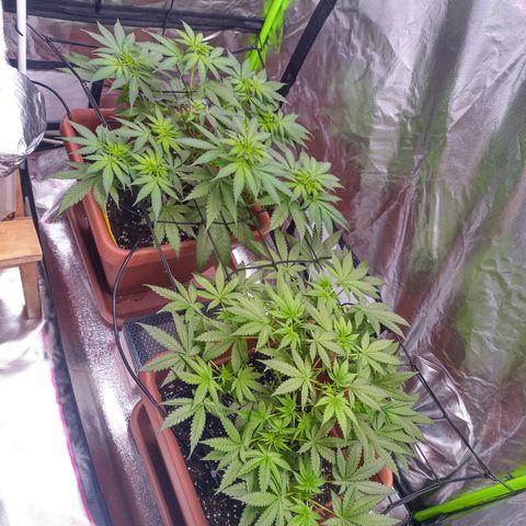 ZwillingsDamen  growlog timeline photo