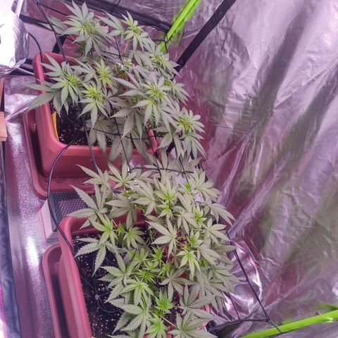 ZwillingsDamen  growlog timeline photo