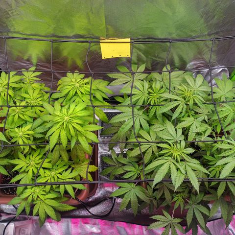 ZwillingsDamen  growlog timeline photo