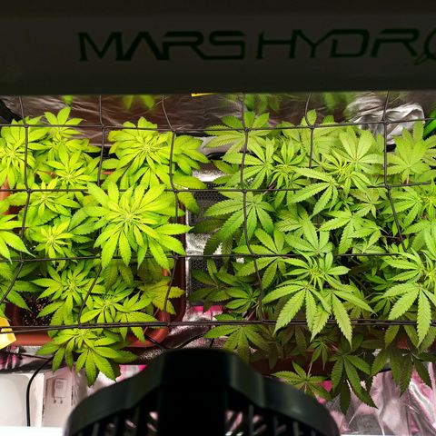 ZwillingsDamen  growlog timeline photo