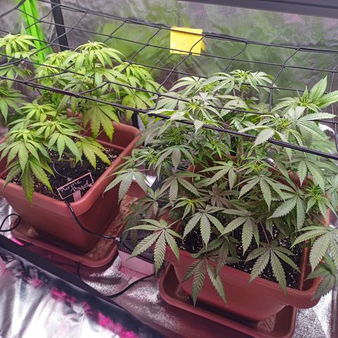 ZwillingsDamen  growlog timeline photo