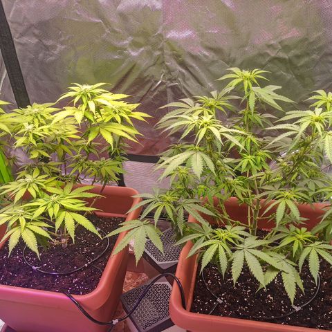 ZwillingsDamen  growlog timeline photo