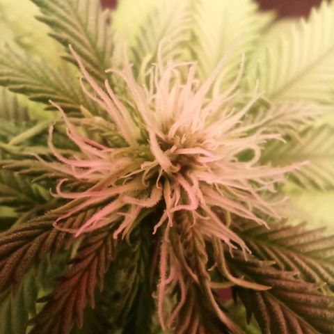 ZwillingsDamen  growlog timeline photo