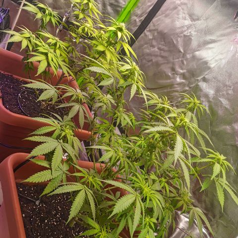 ZwillingsDamen  growlog timeline photo