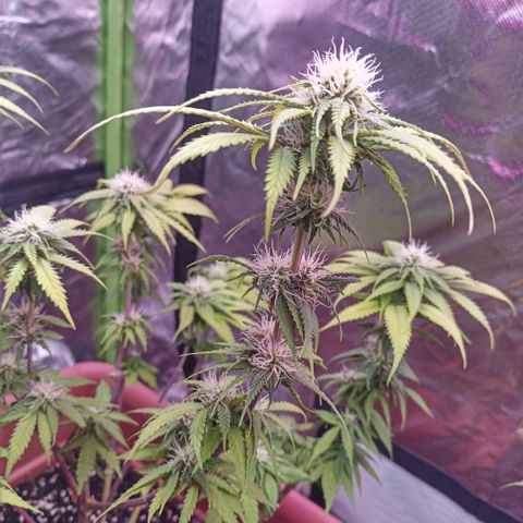 ZwillingsDamen  growlog photo: 🥦