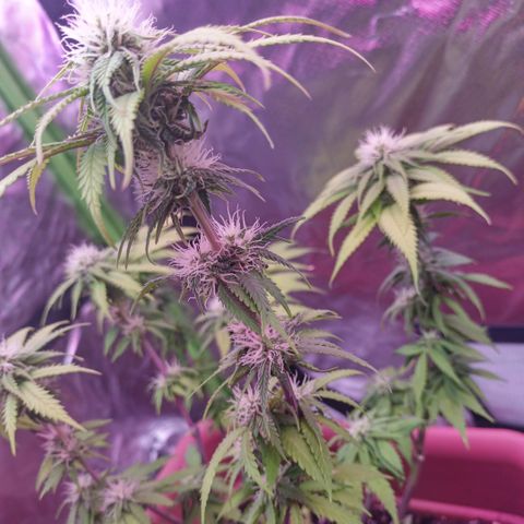 ZwillingsDamen  growlog photo: 🥦