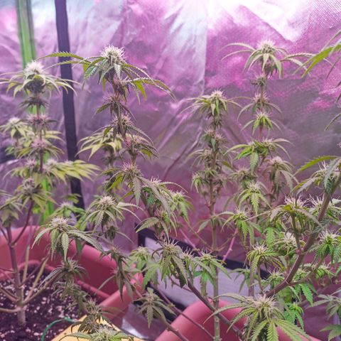 ZwillingsDamen  growlog photo: 🥦