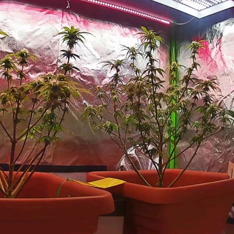 ZwillingsDamen  growlog photo: 🥦