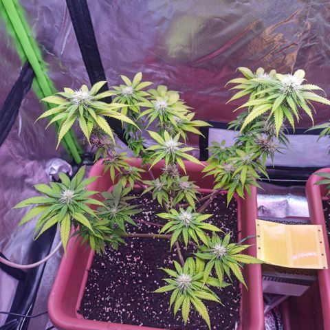 ZwillingsDamen  growlog photo: 🥦