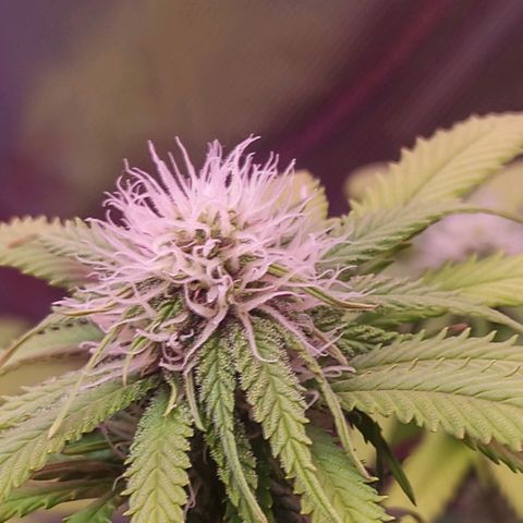 ZwillingsDamen  growlog photo: 🥦