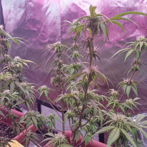 ZwillingsDamen  growlog photo: 🥦