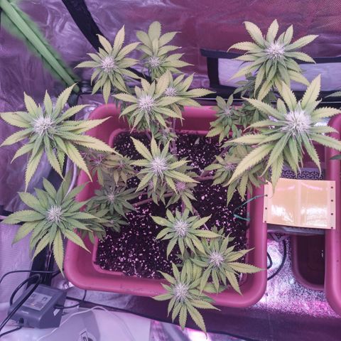 ZwillingsDamen  growlog photo: 🥦