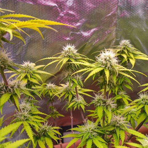 ZwillingsDamen  growlog timeline photo