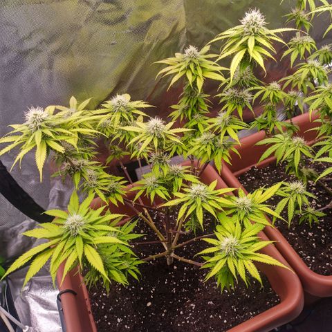 ZwillingsDamen  growlog timeline photo