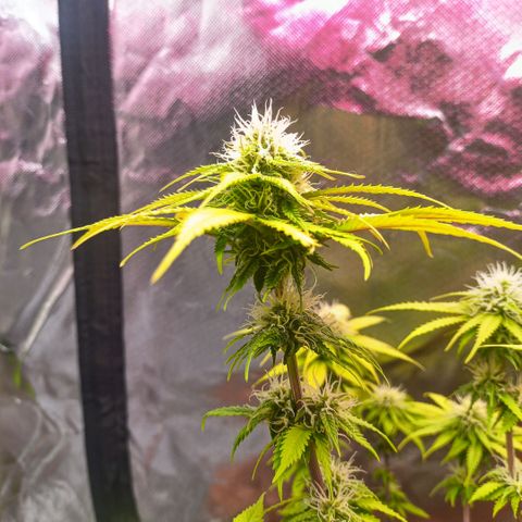 ZwillingsDamen  growlog timeline photo