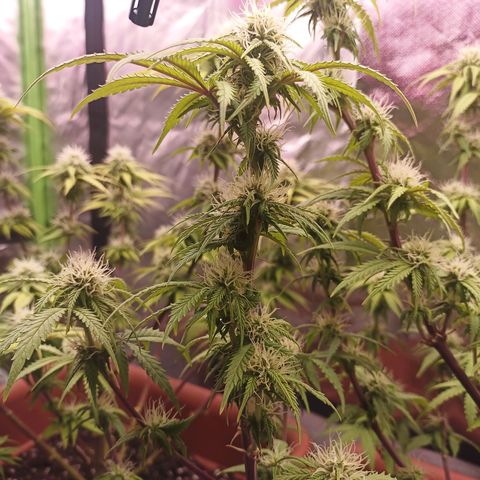 ZwillingsDamen  growlog timeline photo