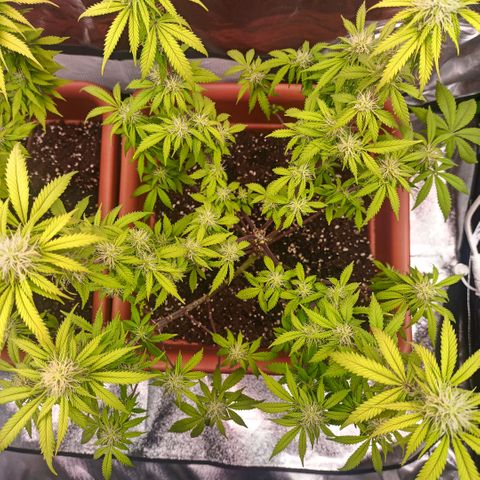 ZwillingsDamen  growlog timeline photo