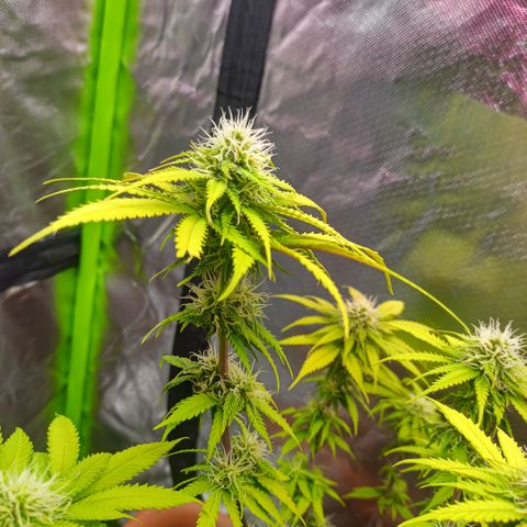 ZwillingsDamen  growlog timeline photo