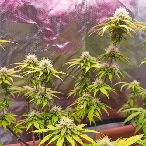 ZwillingsDamen  growlog timeline photo
