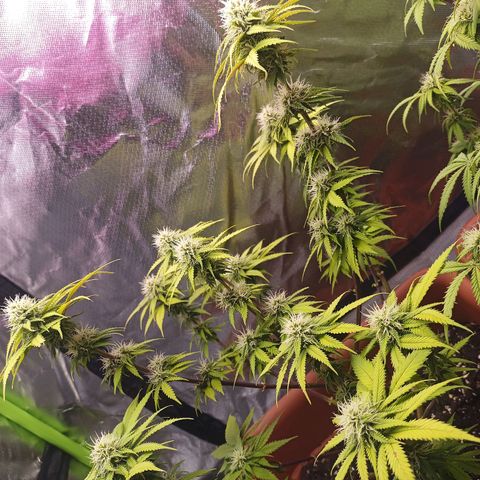 ZwillingsDamen  growlog timeline photo