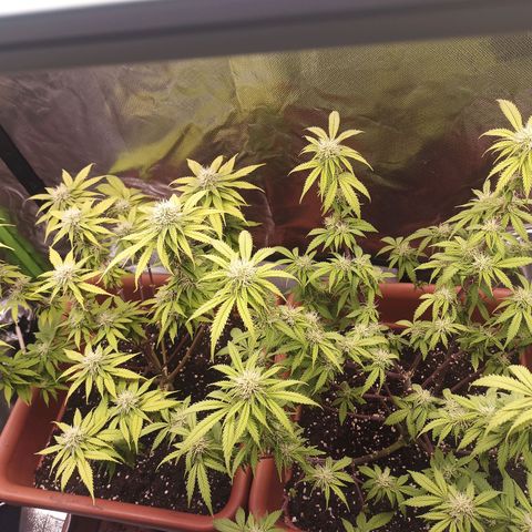 ZwillingsDamen  growlog timeline photo