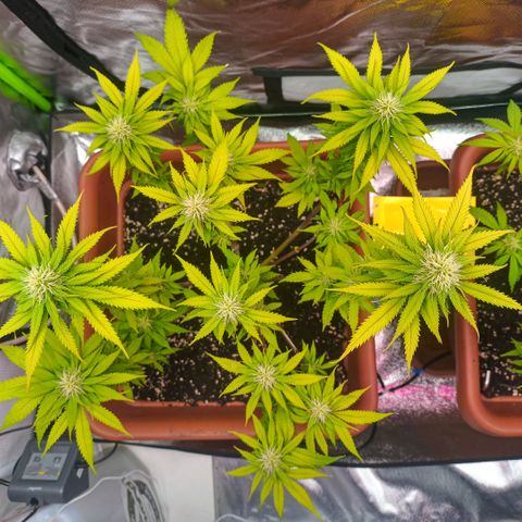 ZwillingsDamen  growlog timeline photo