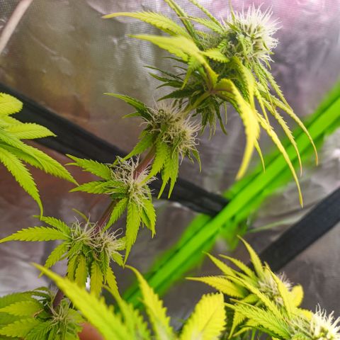 ZwillingsDamen  growlog timeline photo