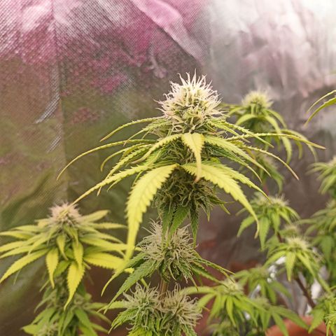 ZwillingsDamen  growlog timeline photo