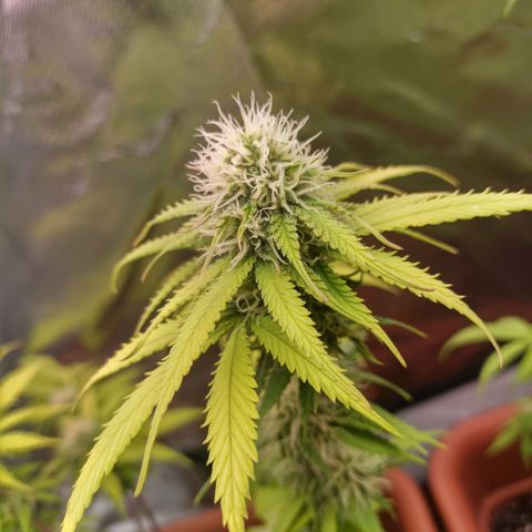 ZwillingsDamen  growlog timeline photo